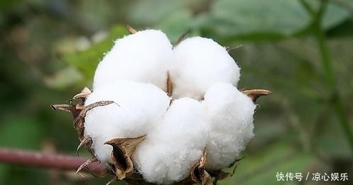 这东西又软又白,人类为它争斗了近1000年!《棉花帝国》第1集