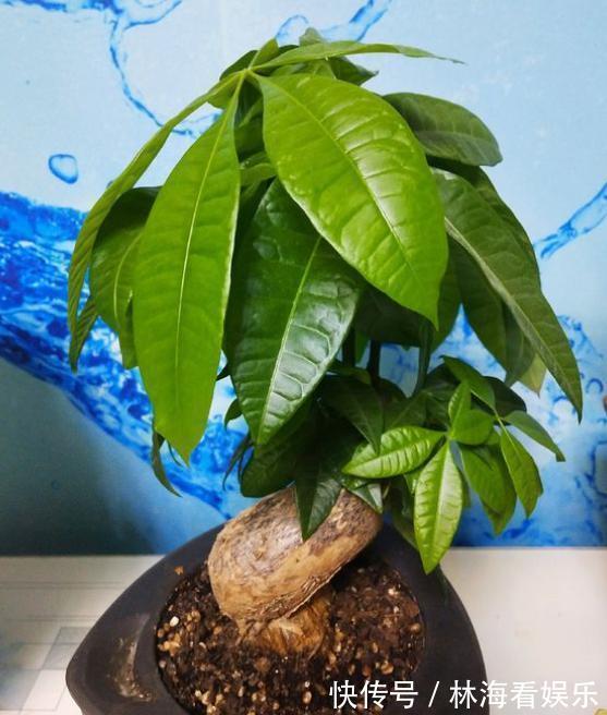肥料|养发财树,根据“季节”巧浇水,根系不烂,叶片绿油油,猛长新叶