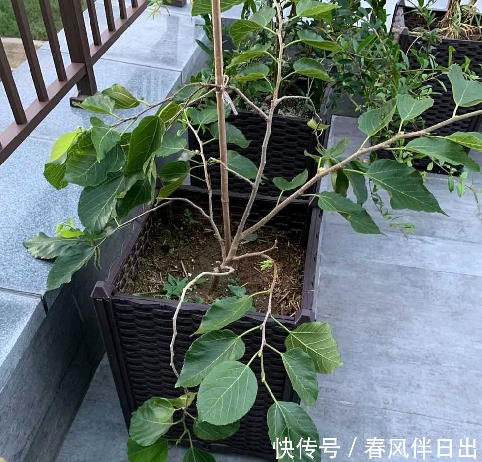 春天一定要种这3种盆栽,很好养果子多,在家享受采摘乐趣