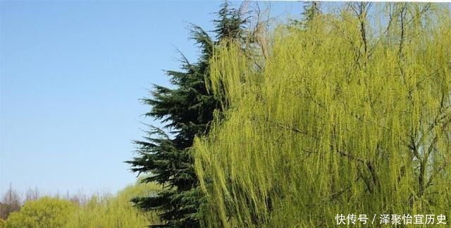 杨柳树|“生不睡柳,死不睡杨”,这俗语什么意思,杨柳树有什么说法