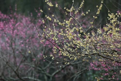 潼南|赏梅黄石寨,踏春正当时