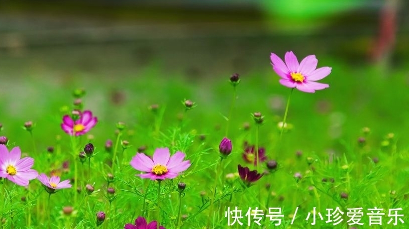 格桑|格桑花这么美丽，真好看，你知道格桑花什么时候开？花期多长？