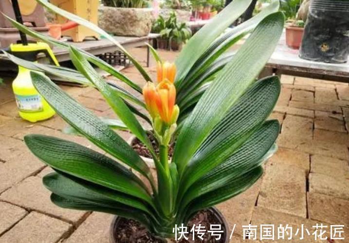 秋天给君子兰换盆,掌握3个要点,不烂根服盆快,开花越来越多