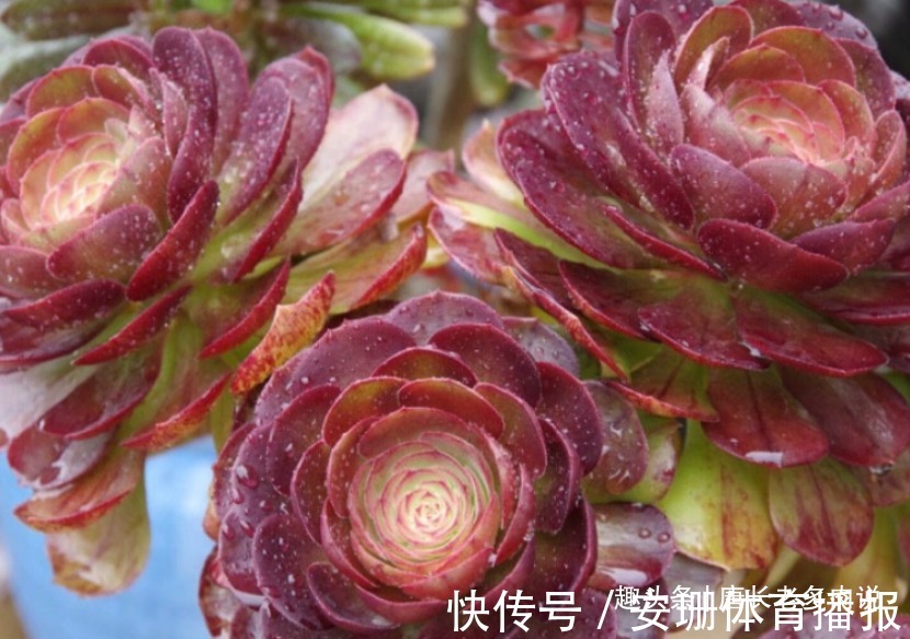 侧芽|多肉万圣节法师不但会自己爆侧芽，而且还特别容易长成捧花形态