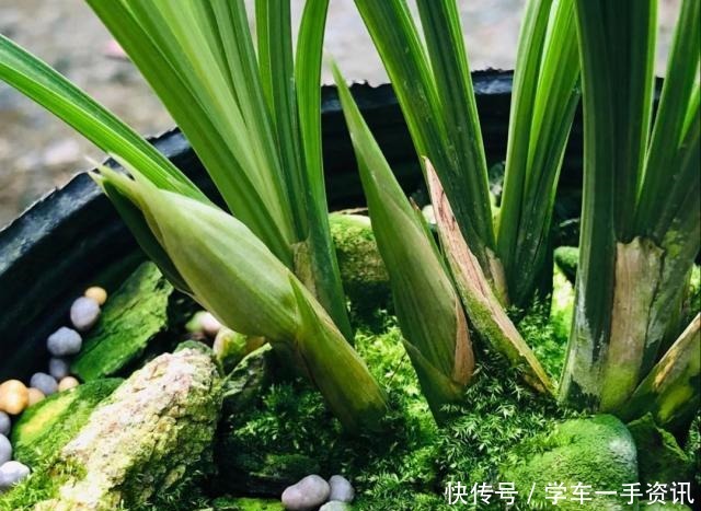 一种废水浇兰花,发芽多,五年养出200盆!