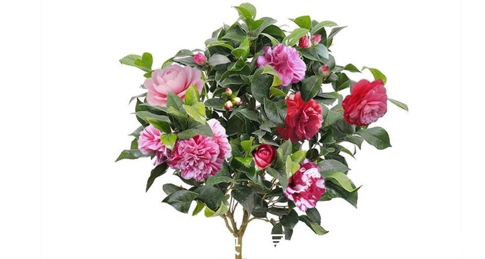 四类花卉不能随便换盆,换不好容易挂掉,要掌握好时间和方法