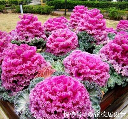 花卉|盘点8款耐寒的花草，零下20度照样生机勃勃，绽放满园冬色