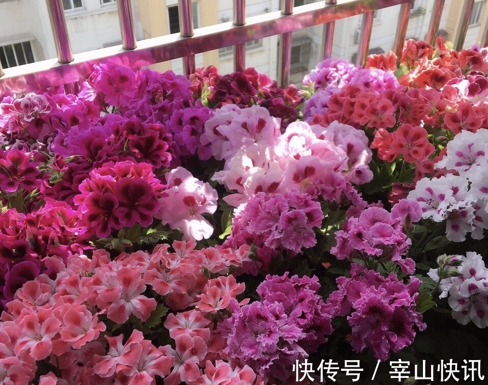 秋天的天竺葵“掐头去尾”，喂点“开花肥”，40天开花一团团