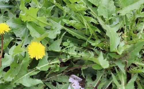 春季吃野菜正当时，这9种野菜，绿色无污染，多吃对身体好！