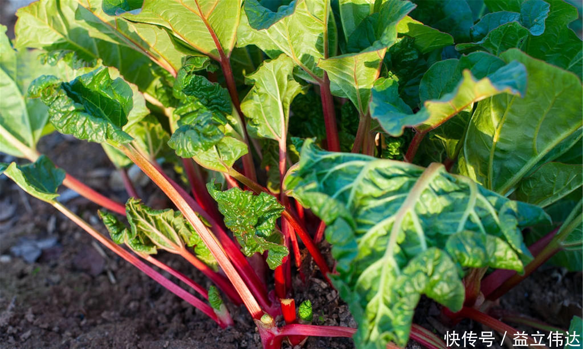 食积|一味被人严重低估其价值的良药,服之可促代谢、运脾胃、除湿气