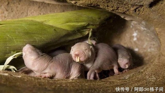 “永生不老”的动物！拥有超强癌症免疫力，人类能否借鉴？