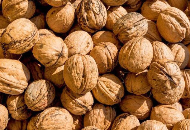 周医师|核桃被称“万岁子”“长寿果”,教你3种最营养吃法,治病保长寿