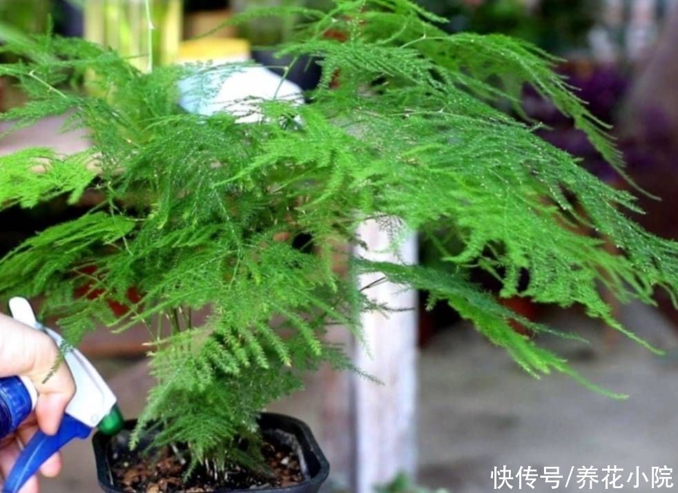 烂根|文竹就怕3件事，做错了容易出现烂根黄叶