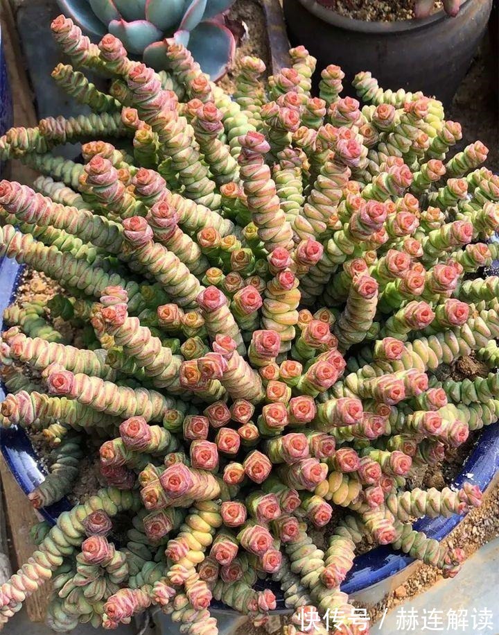 艾伦|姐姐养了9年的多肉,没有买肥就用它,个个长成精!