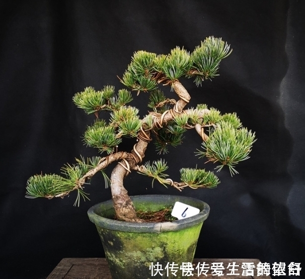 中国|6种高端松树盆景,日本品种占一半,最后1个却是中国一级保护植物