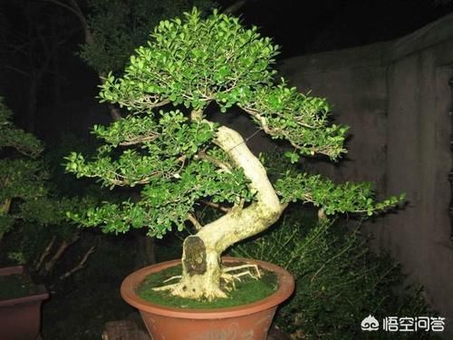 成活率|为什么中大型的花,买回去大多数都活不了,是不会养还是其他原因?