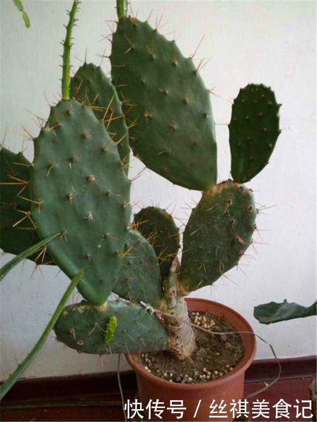 仙人掌|2种盆景被公认“长得丑”，殊不知是睡眠“守护神”，再丑也得养