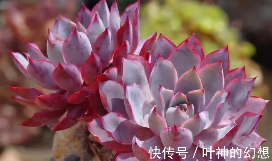 养了3年的多肉赫拉,颜色鲜红贵气逼人,轻松养成群生小老桩