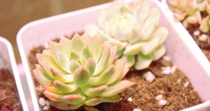 技巧|养多肉没掌握住这些技巧,状态会越来越差,新人切记