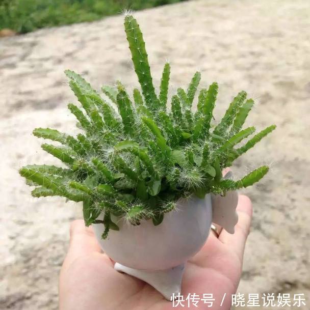 火龙果|爷爷在阳台这样盆栽火龙果,没过多久长这样,邻居都跑来偷学!