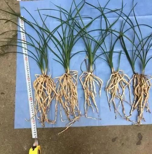 兰花如何种才能快速发根？