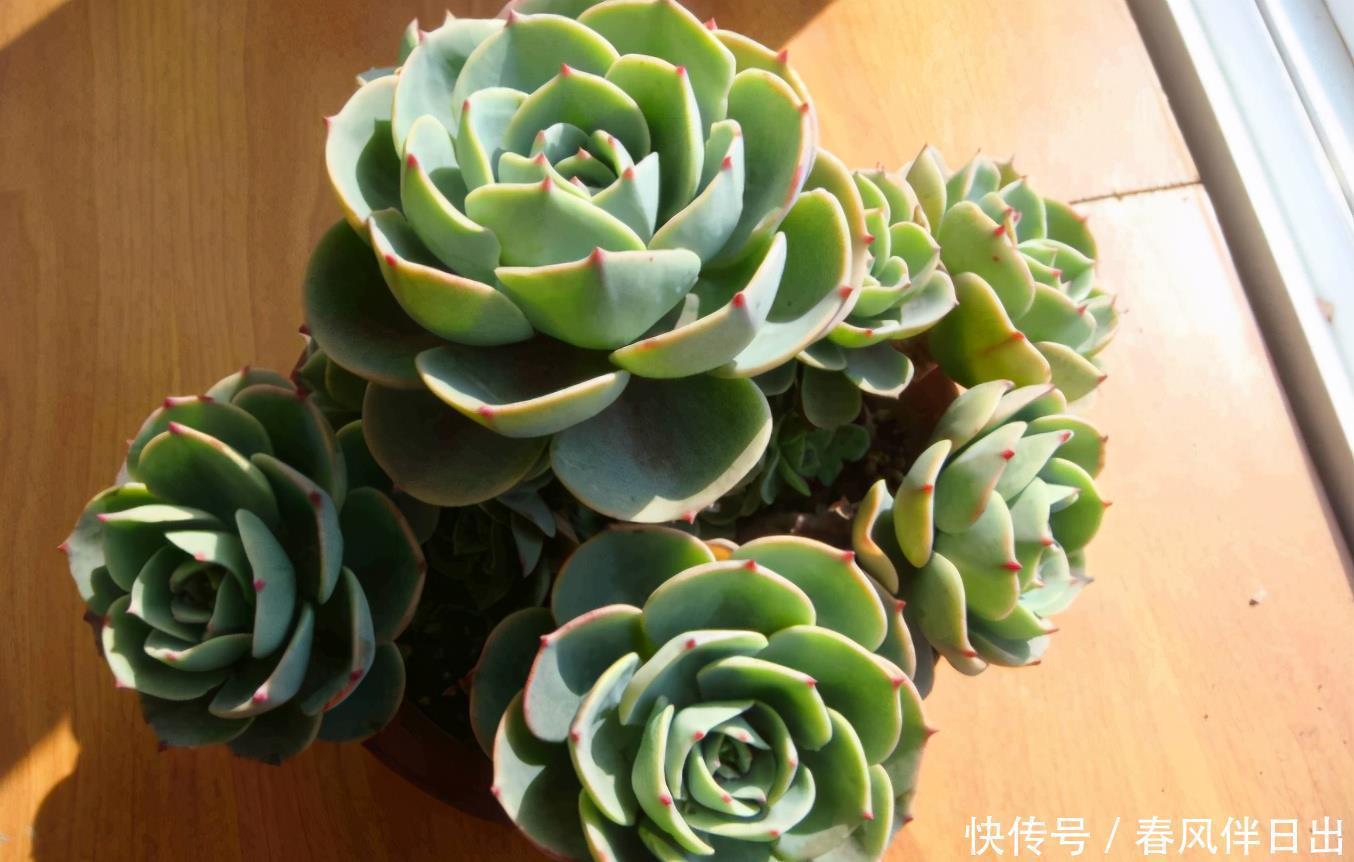 谨记|夏季该怎么处理怕热的多肉?谨记3点,秋日才能更美,早出状态