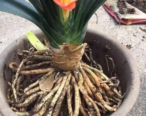 生长液|把“1种”东西碾碎煮水,成“天然生长液”,养花不花钱效果棒!