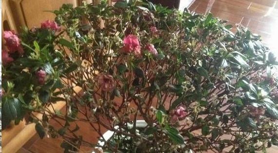 杜鹃花|月季花杜鹃花栀子花总是养不活教你一招,连开3个月!