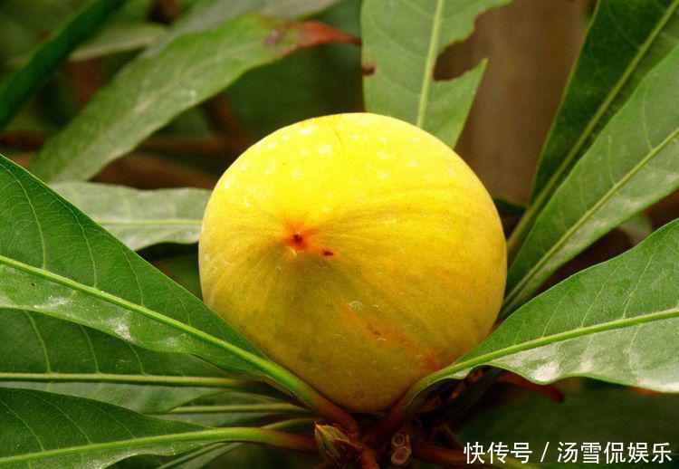 营养成分|女性不想变老太婆,推荐常吃3种水果,营养丰富,补气补血