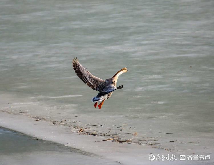 中年|鸿雁长什么样?冬日黄河沉砂池冰面上鸿雁嬉戏