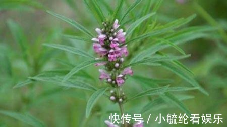 维他命来月经吃什么好排出淤血, 经期吃什么好排毒养颜