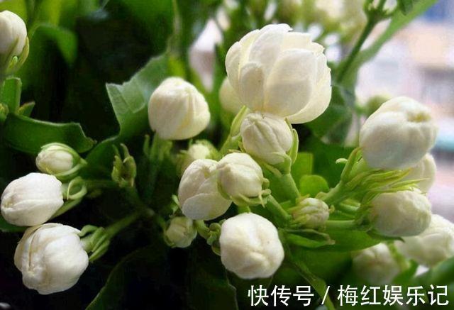 叶片|能“养人”的四种花，好养不怕热，可凉拌可泡茶，还能驱蚊子