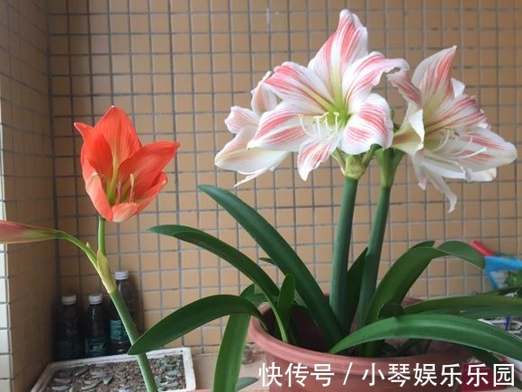 朱顶红开完花不能剪，施点肥水，一年爆出好多球！