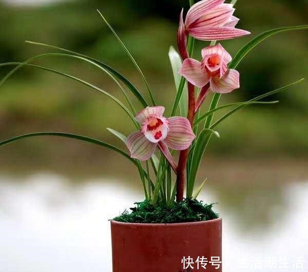 花友|兰花冒出一串黏黏的“小水珠”,恭喜你,终于撞“大运”了!