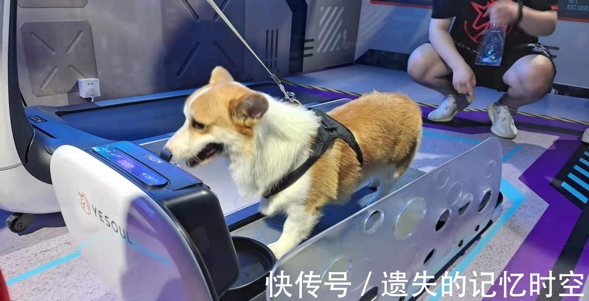 柯基|淘宝造物之城探险对抗虽败犹荣，明年再战！