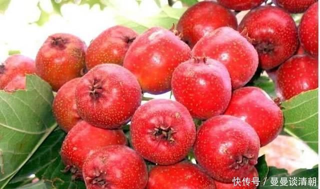 降血脂|血脂高了不用慌,多吃这几种食物,清理血管垃圾,血脂乖乖降