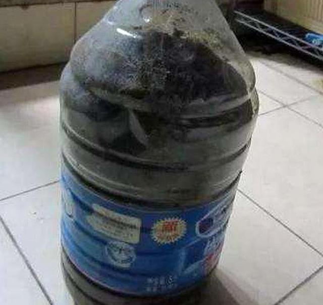 发酵|氮磷钾肥在家就能自制,方法简单肥效好,只要动动手肥料钱都省了