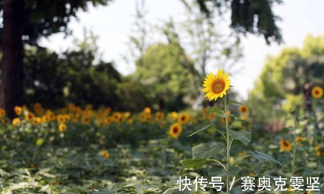 向阳|热浪滚滚 向阳而生 申城向日葵花海上线啦