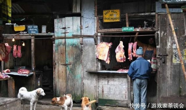 水牛|印度人不吃牛肉，这3亿头牛怎么办没关系，不同等级下场不一样