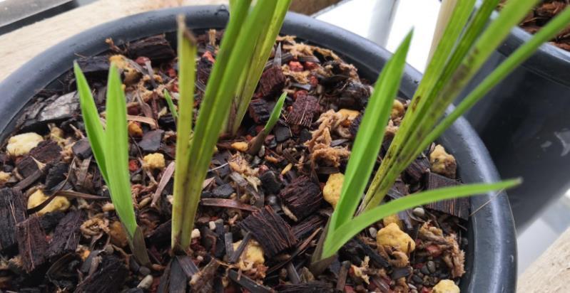 花盆|松树三宝:松果壳、松针、松树皮,拿来养花,各有妙用