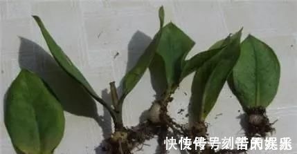养花爱好者看过来这15种花现在“扦插”,生根快,一个周就长芽