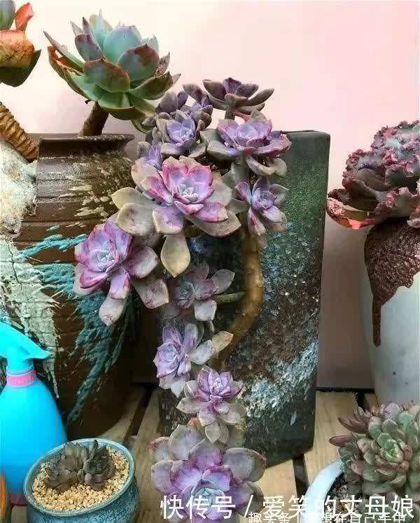 你喜欢老桩多肉吗?