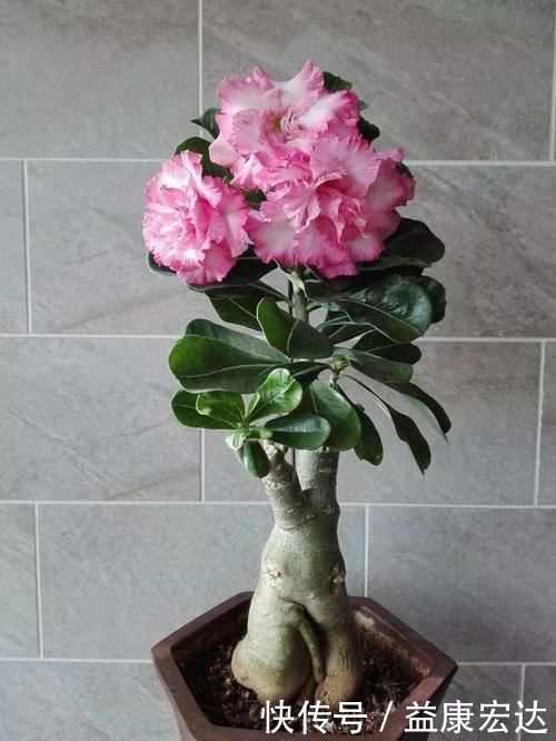 虎尾兰|客厅适合养的5种“耐旱花”,1个月不用浇水,反而爆盆!