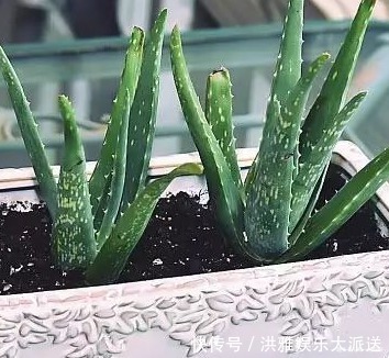 卧室里最适合放这三种绿植,空气清新睡眠无忧,赶快试试吧