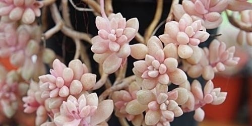 好看又好养关键还便宜,一不小心就爆盆的多肉,新手入坑必选