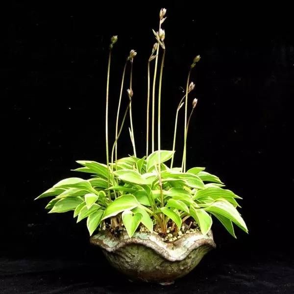 山野草，也高雅！