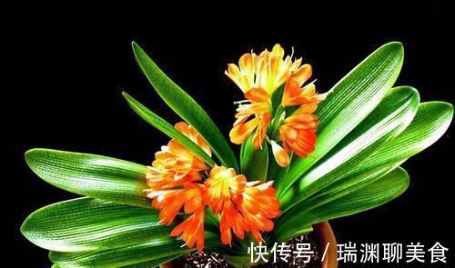 天气变凉,家里种植的君子兰到了出花箭的时候,合理施肥很重要