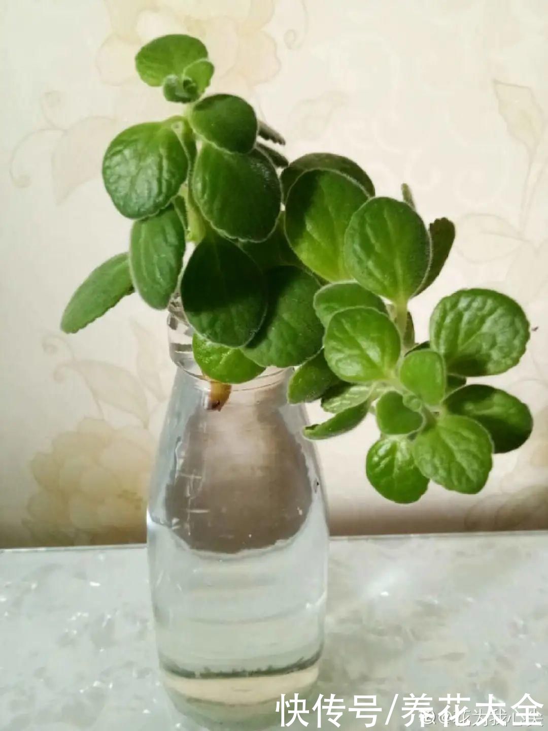 半死不活的花，扔水里，突然长疯了