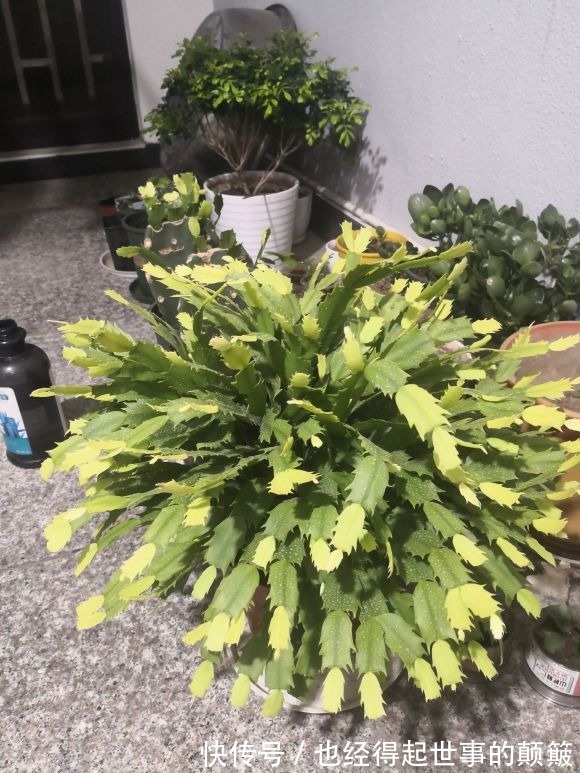 蟹爪兰干瘪瘪别急!就用2招,叶片杠杠厚,油绿锃亮花爆满