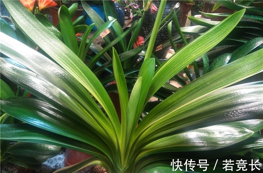 君子兰的叶片变薄、下垂,是什么原因?